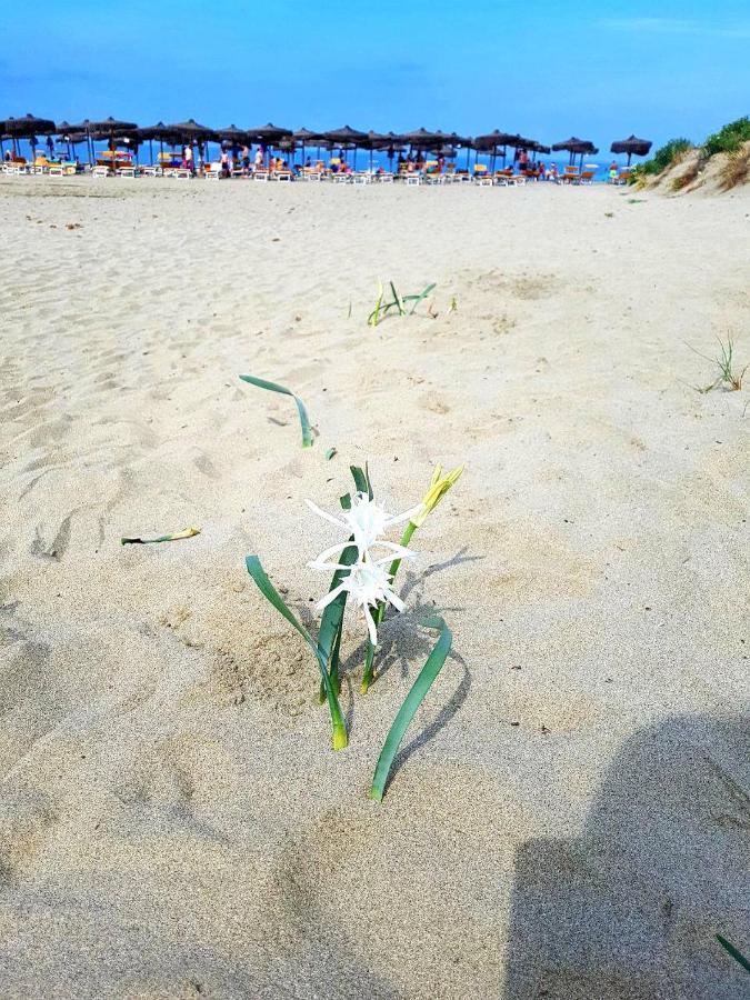 Regina Del Mare * Tirrenia